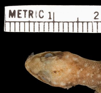 Media type: image;   Herpetology R-46856